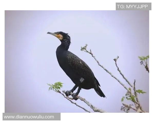 仰泳运动简介与技巧解析：从基础动作到提高成绩的全面指南